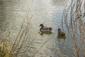 Two ducks swimming in a pond on a sunny day Royalty Free Stock Photo