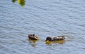 Two Ducks Swimming on a Pond Royalty Free Stock Photo