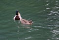 Two ducks swimming in a pond Royalty Free Stock Photo