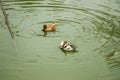 two ducks are swimming in a pond Royalty Free Stock Photo