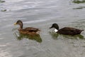 Two ducks are swimming on a pool together Royalty Free Stock Photo