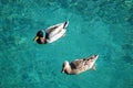 Two ducks swimming in a river Royalty Free Stock Photo