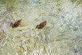 Two ducks swimming in the river water. Royalty Free Stock Photo