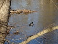 two ducks swimming in rock creek park Royalty Free Stock Photo