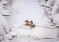 Two ducks swimming in a snowy stream, Serenity