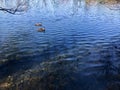 Two ducks swimming together on the lake in the morning. Royalty Free Stock Photo