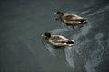 Two ducks are swimming in the water, the view from above, the dark water makes the duck stand out Royalty Free Stock Photo