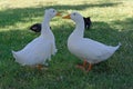 Two ducks talking to each other on the grass Royalty Free Stock Photo