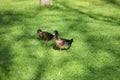 Two ducks are walking in the field on the fresh green grass on their way to the pond Royalty Free Stock Photo