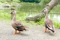 Two ducks are walking near the pond Royalty Free Stock Photo