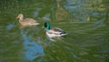 Two ducks walking through the water Royalty Free Stock Photo