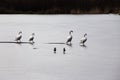 Two ducks watching four swans walking by behind each other on a frozen lake Royalty Free Stock Photo
