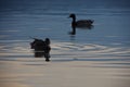 Two ducks on the water in the evening artistic light. Silhouette of a duck on the water in orange sunset light Royalty Free Stock Photo