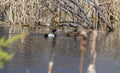 Two ducks on water Royalty Free Stock Photo