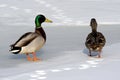 Two ducks in the winter Royalty Free Stock Photo