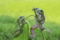 frog, amphibians, animal, animales, animals, animalwildlife, crocodile, dumpy, dumpyfrog, face, frog, green, macro, mammals,