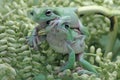 Two dumpy tree frogs resting on a bunch of young palms. Royalty Free Stock Photo