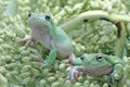 Two dumpy tree frogs resting on a bunch of young palms.