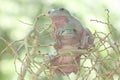 Two dumpy tree frogs resting on a bunch of young palms. Royalty Free Stock Photo