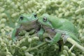 Two dumpy tree frogs resting on a bunch of young palms. Royalty Free Stock Photo