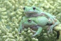 Two dumpy tree frogs resting on a bunch of young palms. Royalty Free Stock Photo