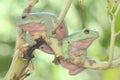 Two dumpy tree frogs resting on a bunch of young palms.