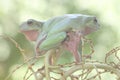 Two dumpy tree frogs resting on a bunch of young palms. Royalty Free Stock Photo