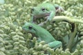 Two dumpy tree frogs resting on a bunch of young palms.