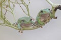 Two dumpy tree frogs resting on a bunch of young palms.