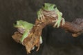 Two dumpy tree frogs resting in the bushes. Royalty Free Stock Photo