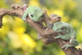 Two dumpy tree frogs resting in the bushes. Royalty Free Stock Photo