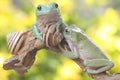 Two dumpy tree frogs resting in the bushes. Royalty Free Stock Photo