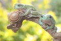 Two dumpy tree frogs resting in the bushes. Royalty Free Stock Photo