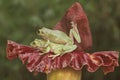 Two dumpy tree frogs are resting. Royalty Free Stock Photo