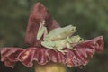 Two dumpy tree frogs are resting. Royalty Free Stock Photo