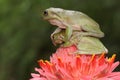 Two dumpy tree frogs are resting on a wildflower. Royalty Free Stock Photo