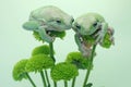 Two dumpy tree frogs resting on a wildflower. Royalty Free Stock Photo