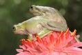 Two dumpy tree frogs are resting on a wildflower. Royalty Free Stock Photo