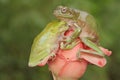 Two dumpy tree frogs are resting on a wildflower. Royalty Free Stock Photo