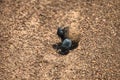 two dung beetle pushing a ball of elephant dung Royalty Free Stock Photo