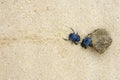 Two dung beetles battling with a large dung ball