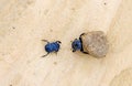 Two dung beetles battling with a large dung ball Royalty Free Stock Photo