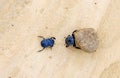 Two dung beetles battling with a large dung ball