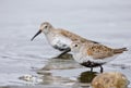 Two Dunlin in breeding plumage stand in shallows of Esquimalt Lagoon