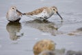 Two Dunlin in breeding plumage stand in water, one catches tiny shore crab