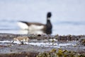 Two Dunlin forage on the rocky seashore while a Brant goose swims by behind Royalty Free Stock Photo