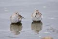 Two Dunlin stand in the sea up to their bellies in Esquimalt Lagoon
