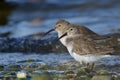 Two Dunlin stand at water`s edge of pebble beach in morning winter sun Royalty Free Stock Photo