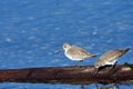Two Dunlin in winter plumage stand on piece of driftwood near shore