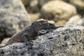 Two Dusky Iguanas sunbathing on some rocks in Galapagos Islands Royalty Free Stock Photo